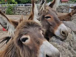 Gospodarstwo Agroturystyczne Cicho-Sza