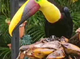 Cabins yafeth osa drake bay