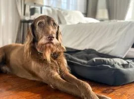 MiraNamin Nest GUMAMELA Suite in Unique Historic Home with View, Pet Friendly with a Fee