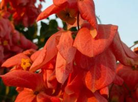 Nili farmhouse, farm stay in Shānti Niketan