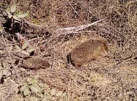 Ferienhaus Stazzo Mit Garten In Luogosanto
