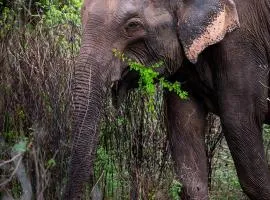 Nature's peak Udawalawa