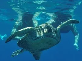 Sea Turtle Bungalow