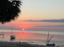 Cedar Key Turtle 132