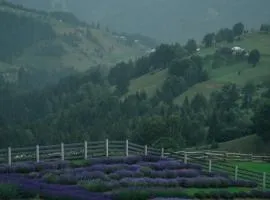 Lavender Valley
