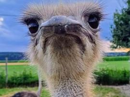 Blickfang Bregenzerwald, hotel in Langenegg