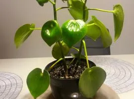 Luxury living Sarabela Altos de Occidente, Interplaza Xela