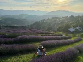 Lavender Valley