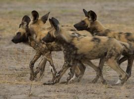 Marrow camping site, Campingplatz in Sikwanyi