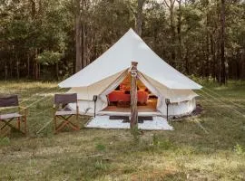 Ventricosa Jervis Bay