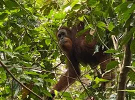 Sumatra Orangutan Discovery Villa, Ethical Trekking and Tours