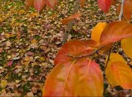 Galeria In The Garden