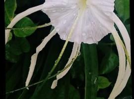 SeaSide Amour Rendezvous Dormitory BEDS and Airport Shuttles, hostel in Korotogo