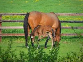 Beautiful Lodge in Newmarket with parking