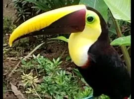 Cabins yafeth osa drake bay