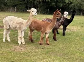 Couples Spring Break With Alpacas & Private Hot Tub in the Quaint Dorset Countryside with BBQ