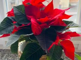 Apartament Azzurro - Old Town