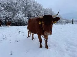 Zerko Holiday Apartment MARJETKA with WELLNESS bookable separately