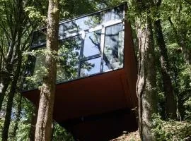 Séneçon des bois 08