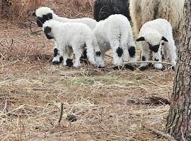 Les Chouchous du Garthieu, hotelli kohteessa Hourtin