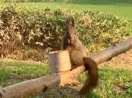 富良野やトマムに近くて毎日エゾリスに出会える貸切ロッジ