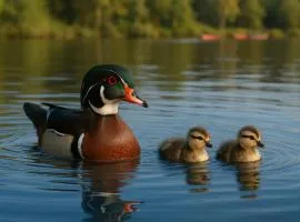 Ann Arbor Downtown Access - Walk to Stadium, Major Hospitals & Restaurants