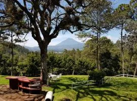 Bosque Macadamia