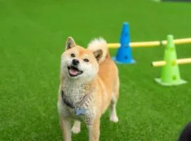 Gapyeong Ddobagi Pet & Spa Glamping