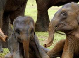 Hotel Asha safari, luxusn&iacute; hotel v Udawalawe