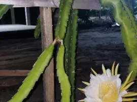 Casa do campo Flor de pitaya