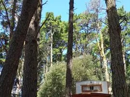 La tinyhouse del bosque