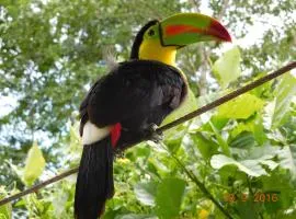 Casa Lina sloth view exotic apartment with privat kitchen