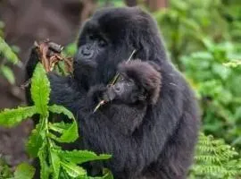 Mufasha Boutique Suites