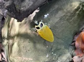 Hotel Finca la Playa