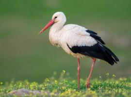 chez stelvia au pays des cigognes, hotel a Sarralbe