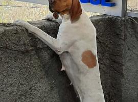 Guest House Vista, מלון בסיגנאגי