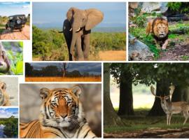 Echor Samara Morjim Goa Sea view Restro, hotel i Morjim