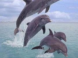 Angers Aweigh, Hibberdene Chalet 86, hotel i Hibberdene