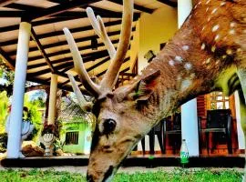 Yala Eagle Nest and Safari