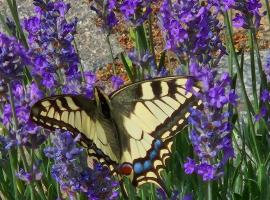 Ferienwohnung am Rosenbusch:  bir otel