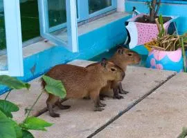 Casa de Capybara