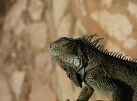 Oceanfront apartments 18 & 19 - Lagun Blou Dive & Beach Resort, Curaçao