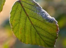 Villa Alexandra Verde Near Corfu Town