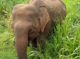 Sigiri Hunter's Eco Tree lodge