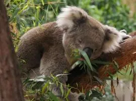 Family Friendly Guesthouse 10 Min to Koala Cuddle