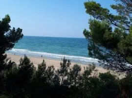 Appartamento Pineto Centro