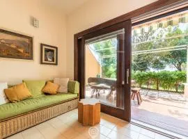 Pinus Blissful Breeze