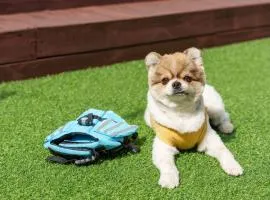 Namhae Elsia Pet Pool Villa Pension