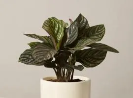 Passion Boutique Hotel