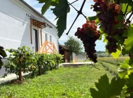 Lavender farm Zarić